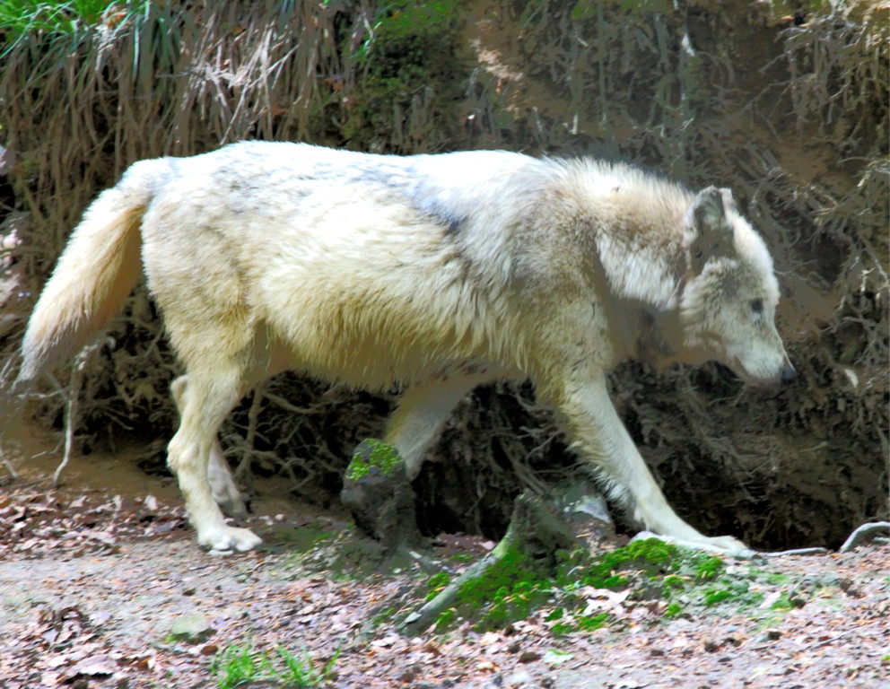 KOE_Wildpark W__lfe 4_jpg-1320660139