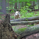 KOE_Wildpark W__lfe 5_jpg-1320660148