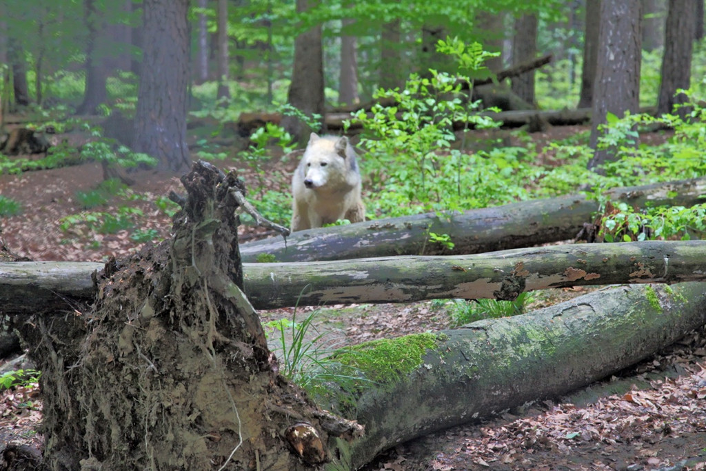 KOE_Wildpark W__lfe 5_jpg-1320660148