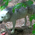 KOE_Wildpark W__lfe 6_jpg-1320660155