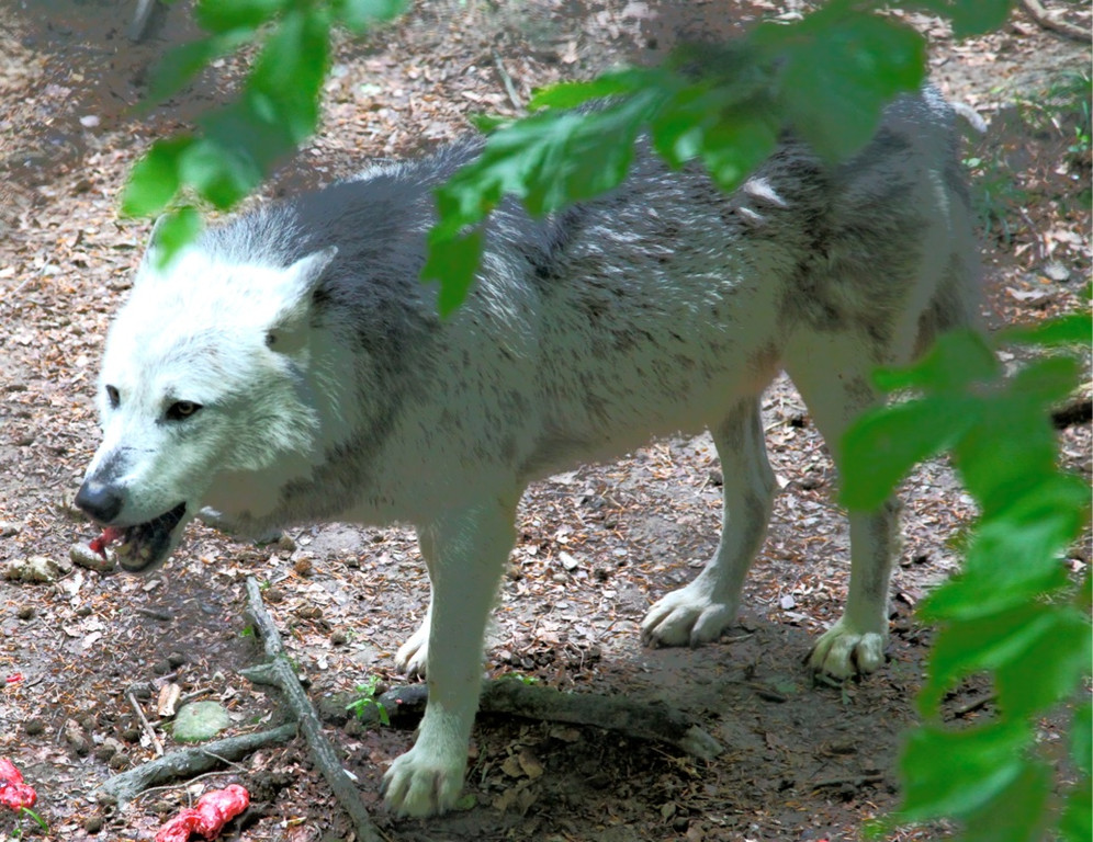 KOE_Wildpark W__lfe 6_jpg-1320660155