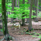 KOE_Wildpark W__lfe 8_jpg-1320660175