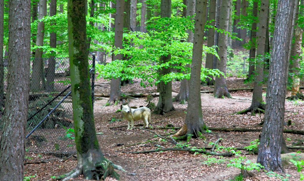 KOE_Wildpark W__lfe 8_jpg-1320660175