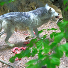 KOE_Wildpark W__lfe 10_jpg-1320660191