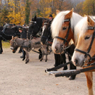 normal_06112011fmt_leonhardireiten11_ex_27.JPG