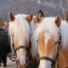 normal_06112011fmt_leonhardireiten2011_ex_4.JPG