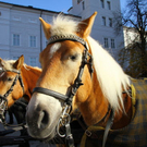 normal_07112011fmt_aufbauchristkindlm_mw_15.JPG