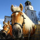 normal_07112011fmt_aufbauchristkindlm_mw_16.JPG