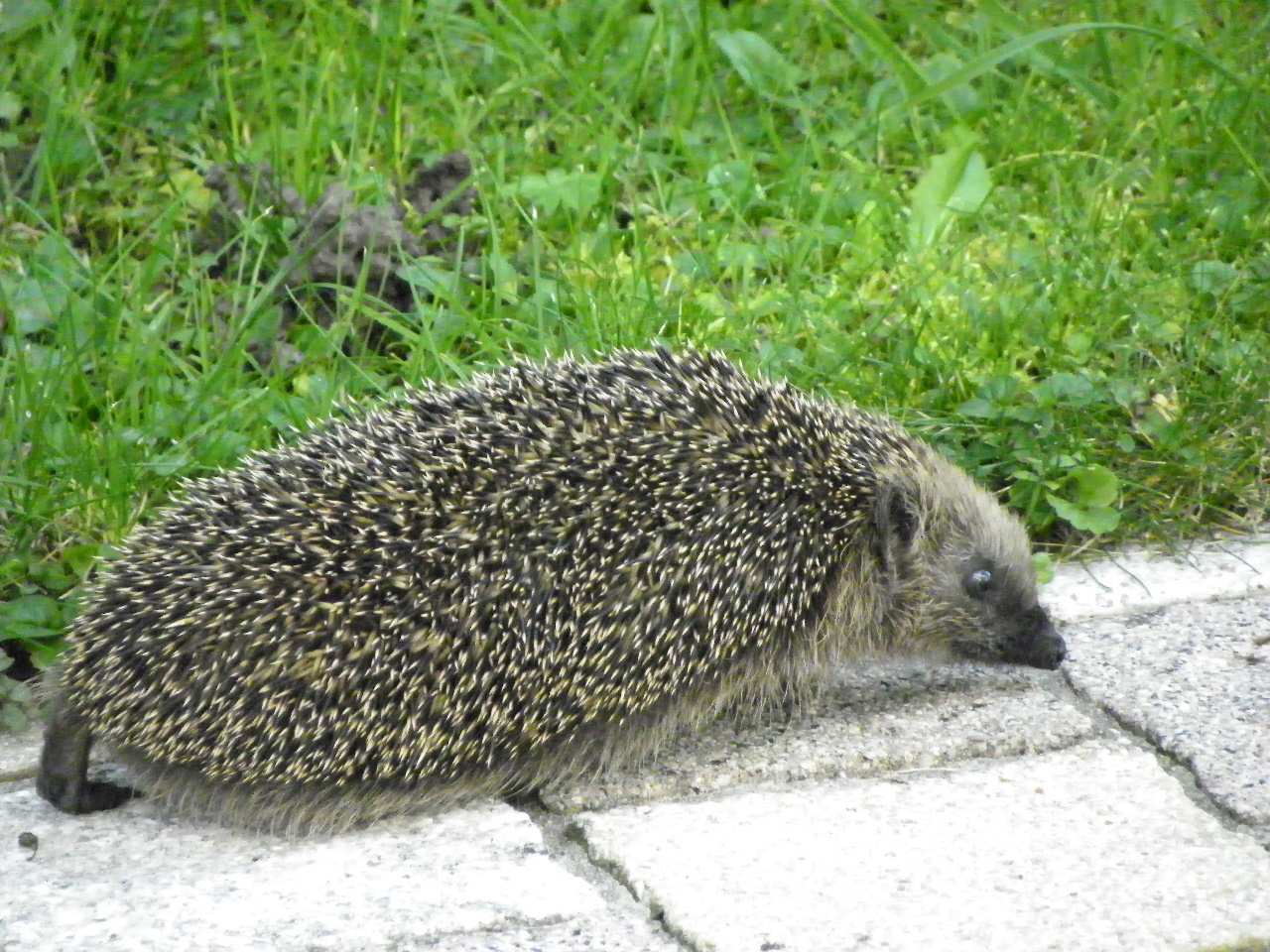 112_9953_JPG-1320708121