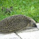 Igel unterwegs