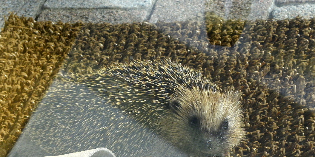 112_9943-2_JPG-1320708095