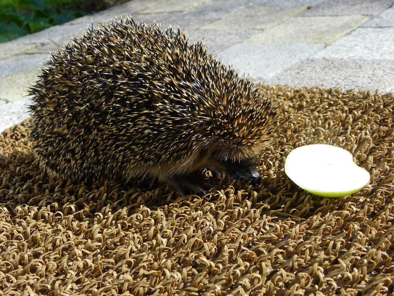 112_9947_JPG-1320708103