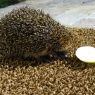 112_9947_JPG-1320708103