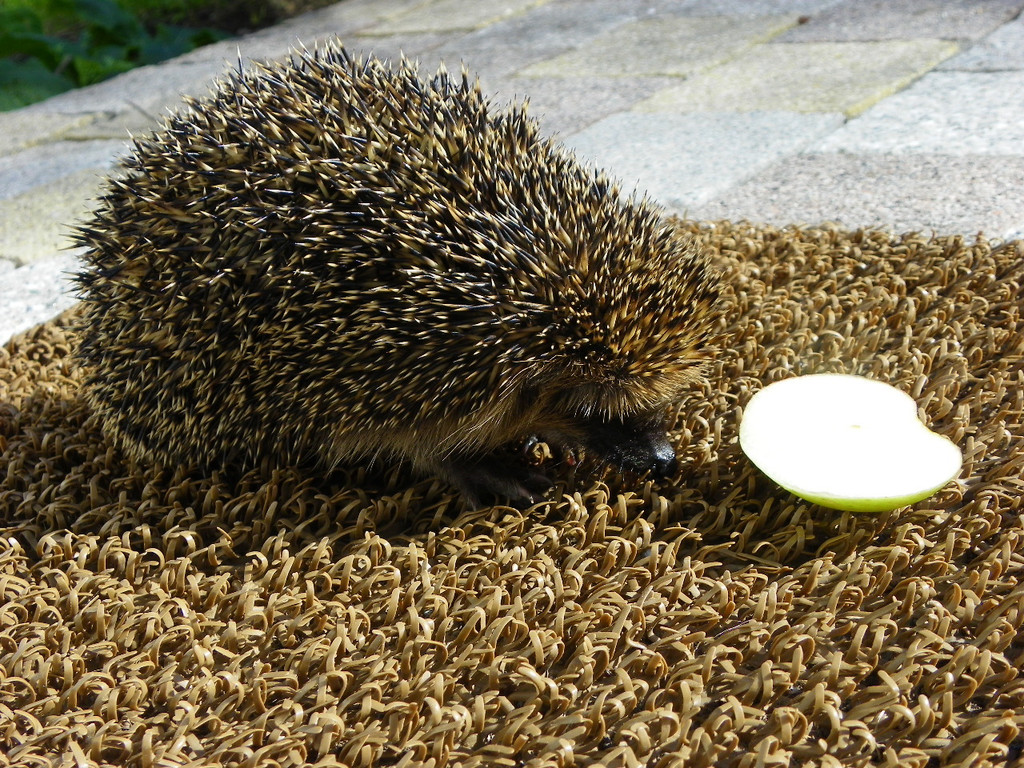 112_9947_JPG-1320708103