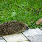 112_9951_JPG-1320708112