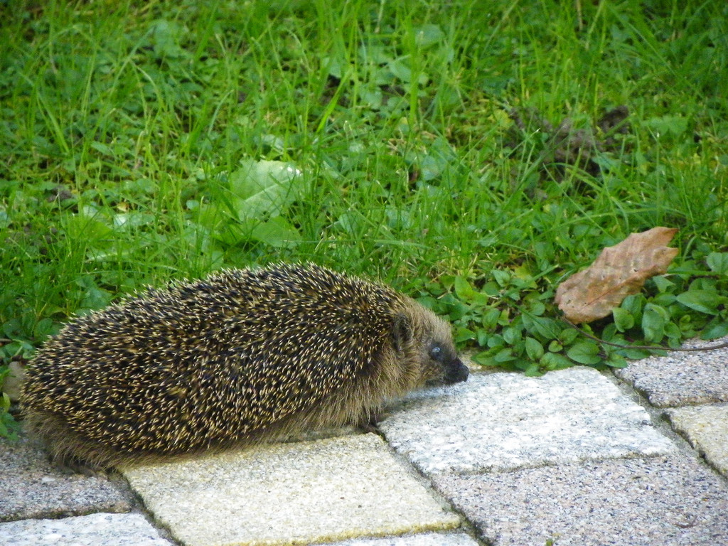 112_9951_JPG-1320708112