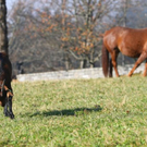 normal_10112011oberdernebelgrenzewm2aktivnews_15.JPG