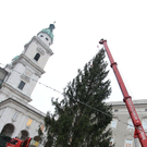 Der Baum wird aufgestellt