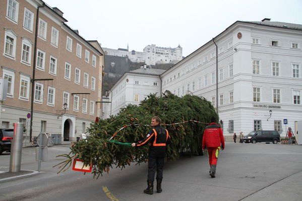 normal_10112011fmt_christbaumaufstellen_fm_02.jpg