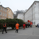 normal_10112011fmt_christbaumaufstellen_fm_03.jpg