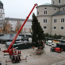 normal_10112011fmt_christbaumaufstellen_fm_17.jpg