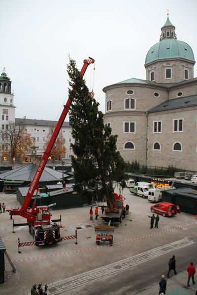 normal_10112011fmt_christbaumaufstellen_fm_19.jpg