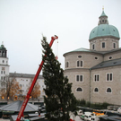 normal_10112011fmt_christbaumaufstellen_fm_19.jpg