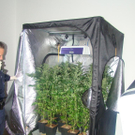 Cannabisplantagen Alsergrund 11.11.2011