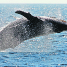 Humpback_Whale_Review_FX101_apictaut_494146760.jpg