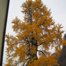 IMG_1201_JPG-1321101709