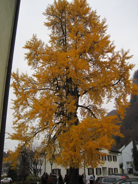 IMG_1201_JPG-1321101709