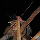 normal_121111kraenzchensfaktivnews086.JPG
