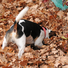 Vikt-Bludenz 13_11_2011 113_jpg-1321199687