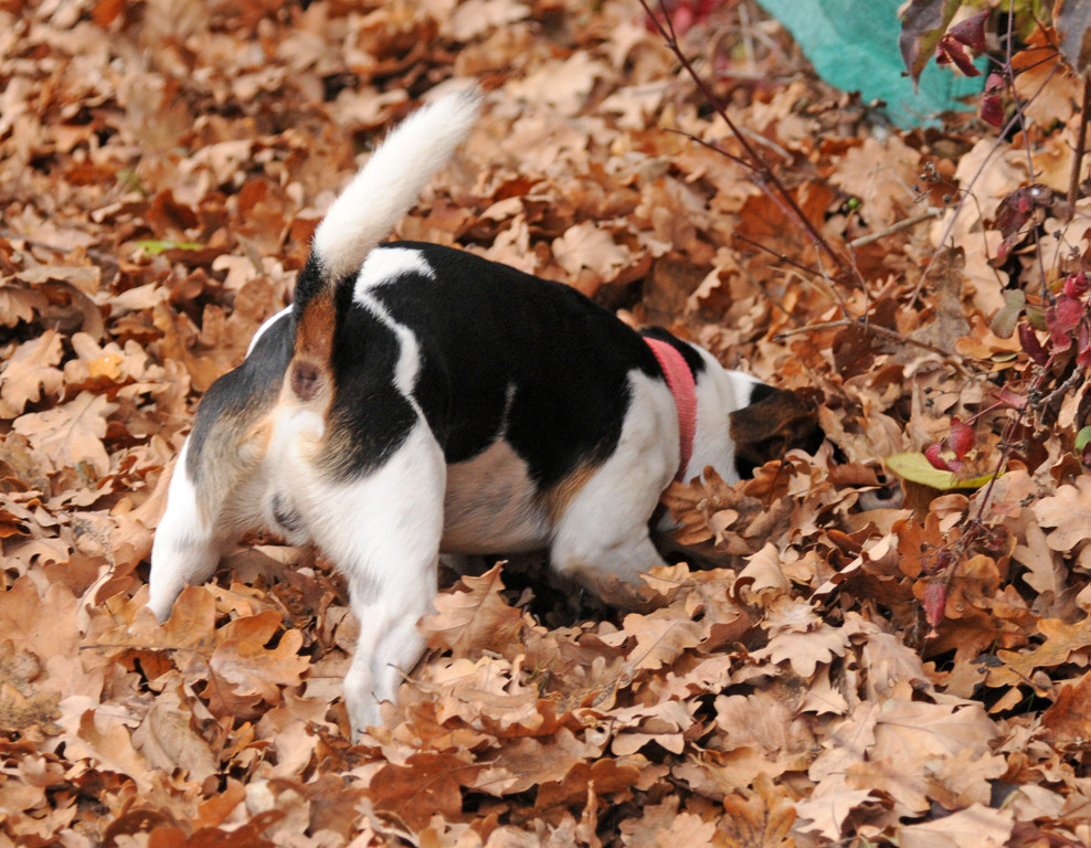 Vikt-Bludenz 13_11_2011 113_jpg-1321199687