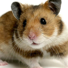 3_hamster.jpg