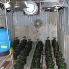 Cannabisplantage in Lilienfeld ausgehoben