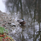 normal_16112011trockennymphenburghmaktivnews_20_9_.jpg