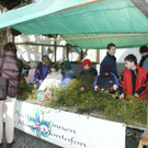 Mistelaktion 10_JPG-1321546855