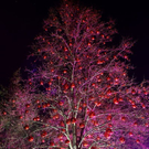 normal_17112011fmt_adventzauber_ta_025.JPG