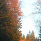 normal_16112011gaisbergnebelwm2aktivnews_01.JPG