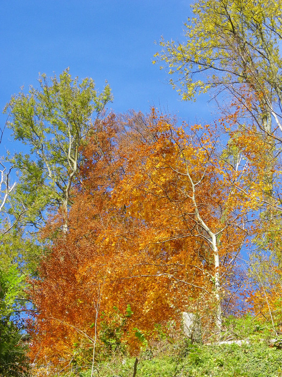 113_1308_JPG-1321724786