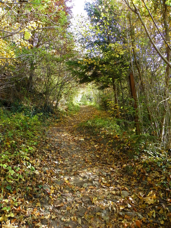 113_1320_JPG-1321724797