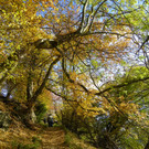 113_1323_JPG-1321724807