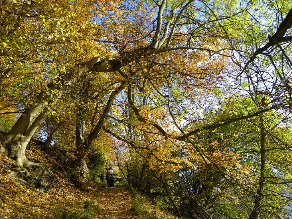 113_1323_JPG-1321724807