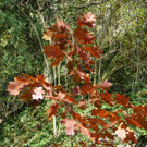 113_1368_JPG-1321724837