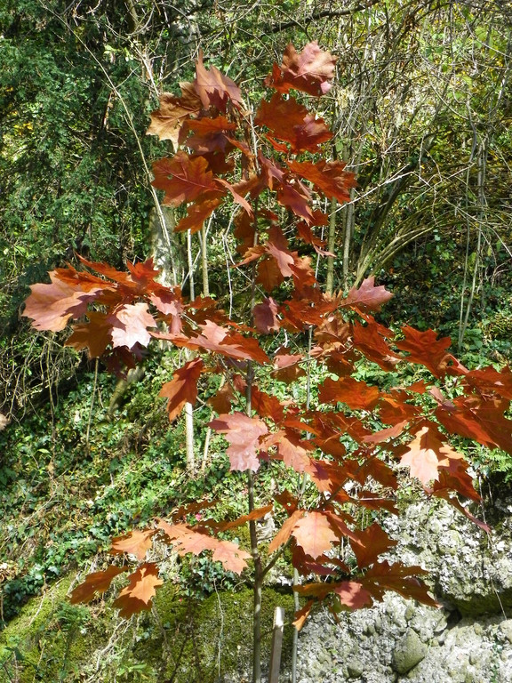 113_1368_JPG-1321724837