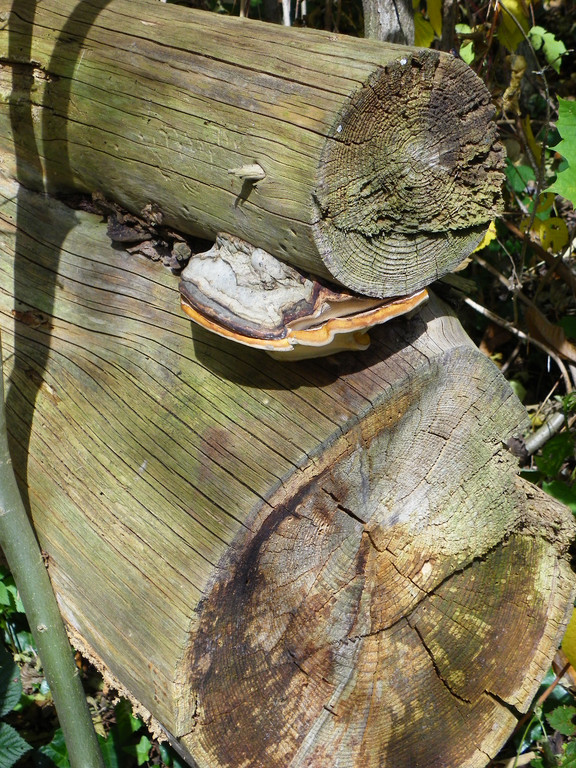 113_1378_JPG-1321724872