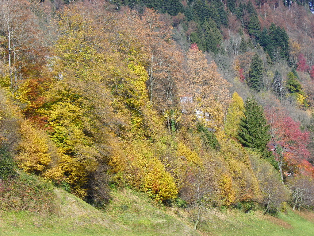 113_1446_JPG-1321724912