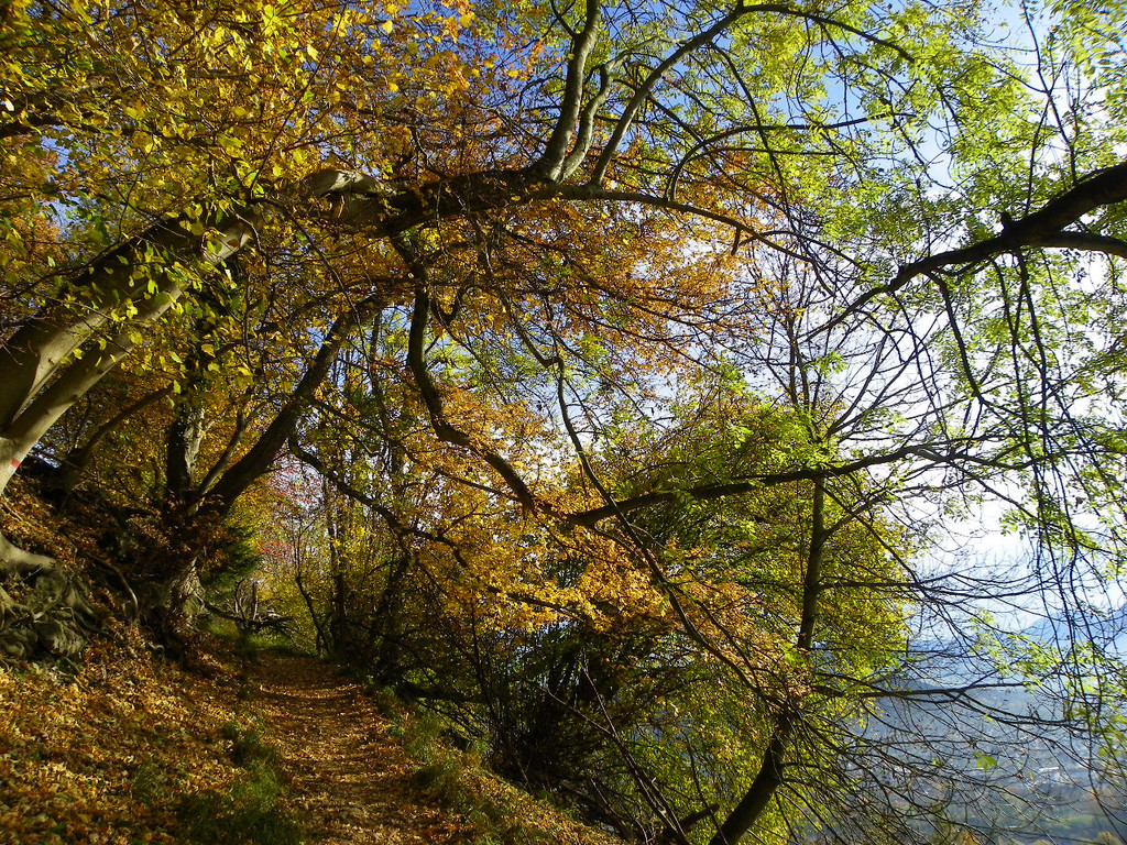 113_1324_JPG-1321728631