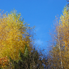 113_1474_JPG-1321728741